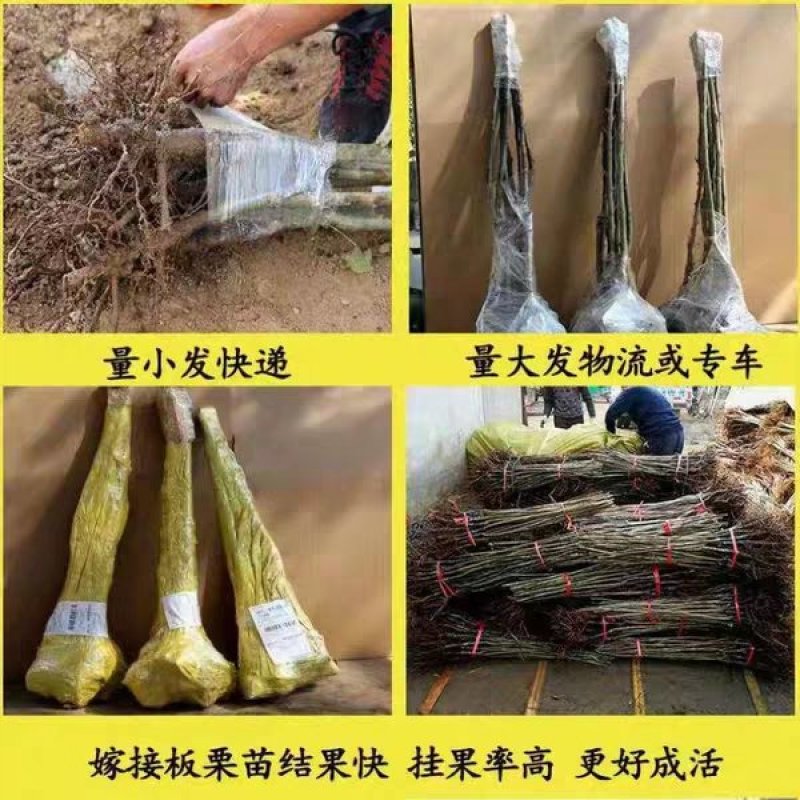 板栗苗嫁接苗大红袍泰山板栗苗现挖现发