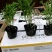 四季海棠孔雀草串红鸡冠花等各种草花摆放