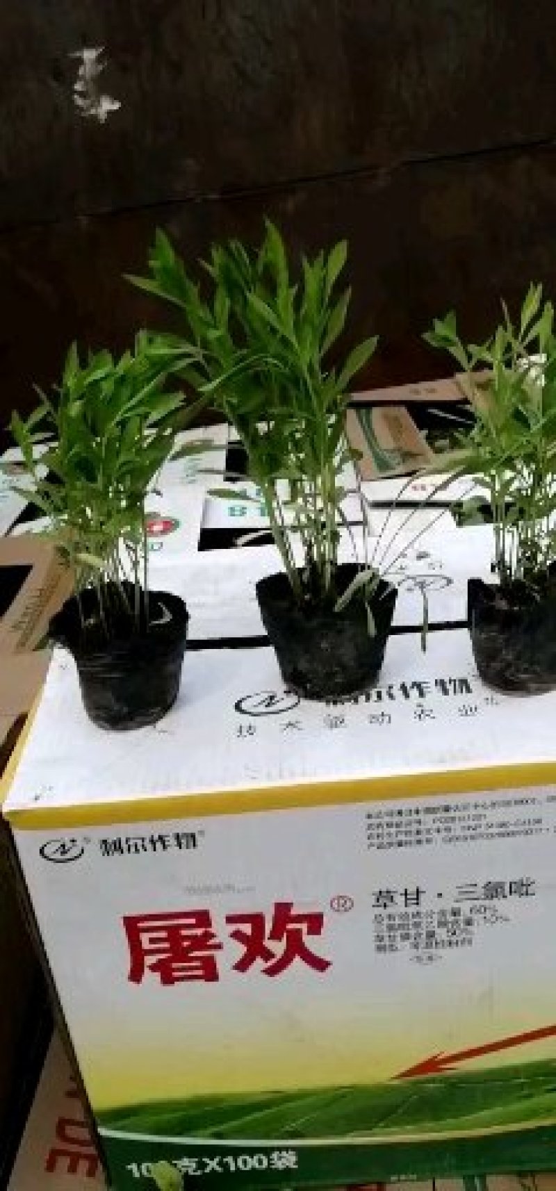四季海棠孔雀草串红鸡冠花等各种草花摆放