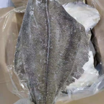 勘察加鲽鱼身