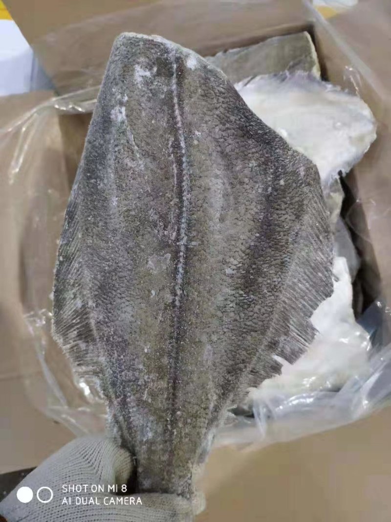 勘察加鲽鱼身