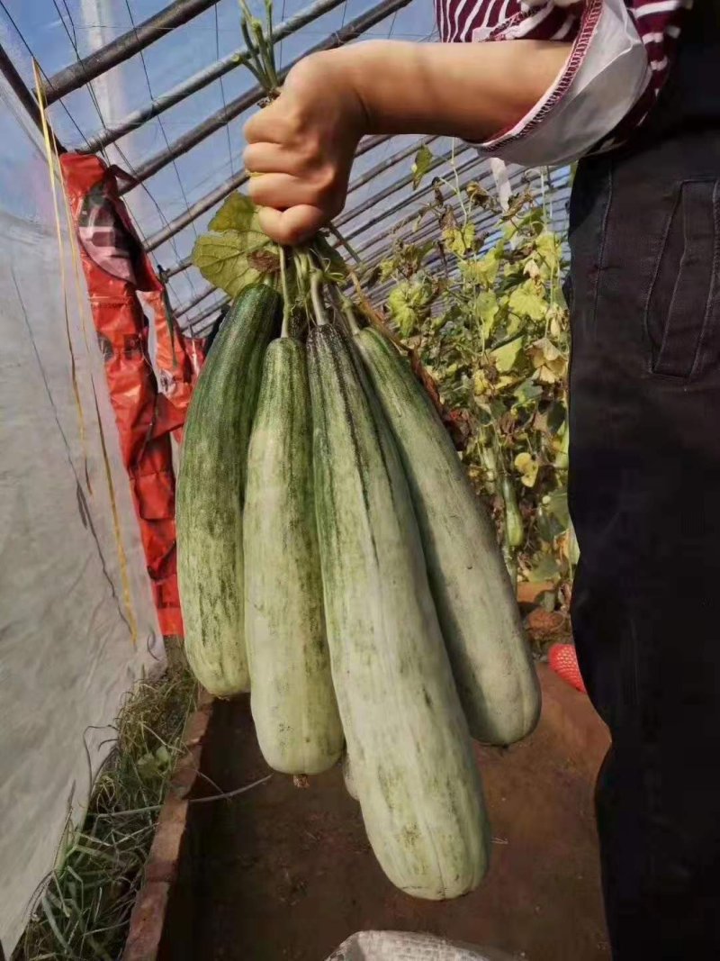 嫁接甜瓜苗嫁接西瓜苗羊角蜜苗绿宝苗日本甜宝苗