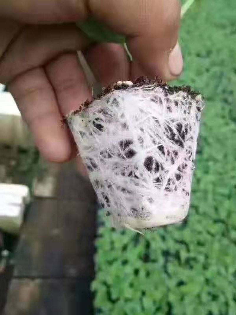 嫁接甜瓜苗嫁接西瓜苗羊角蜜苗绿宝苗日本甜宝苗