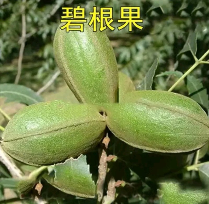 全新脱毒碧根果核桃苗包正品欢迎实地选苗成活率高