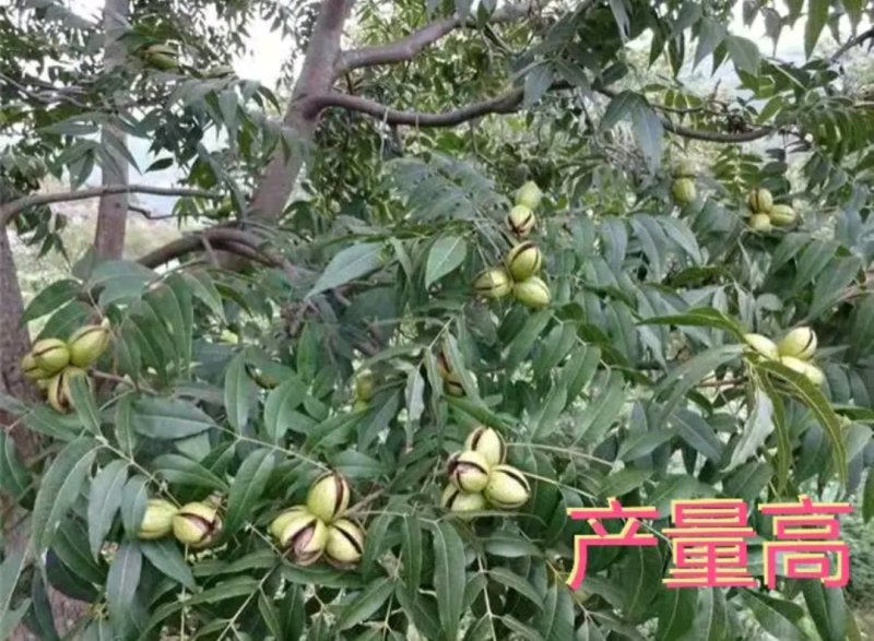 全新脱毒碧根果核桃苗包正品欢迎实地选苗成活率高