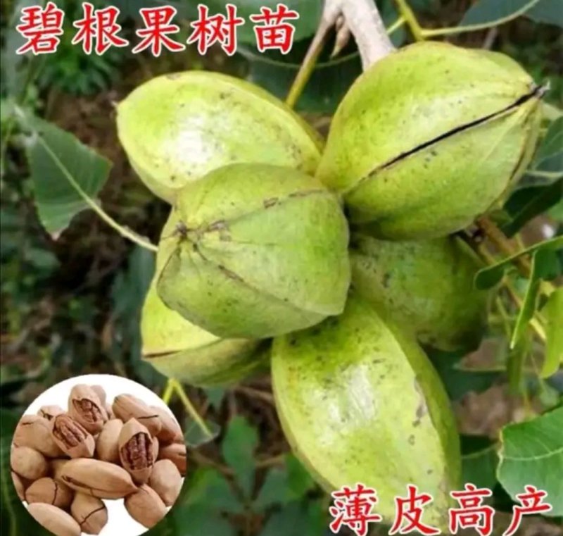 全新脱毒碧根果核桃苗包正品欢迎实地选苗成活率高