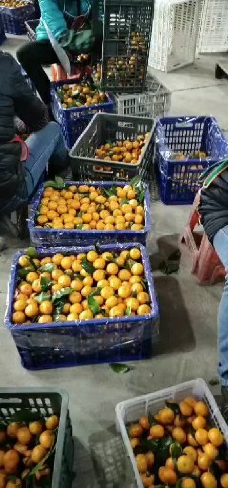 【热卖】南丰蜜橘/皮薄汁多/产地现摘现发/全国发货