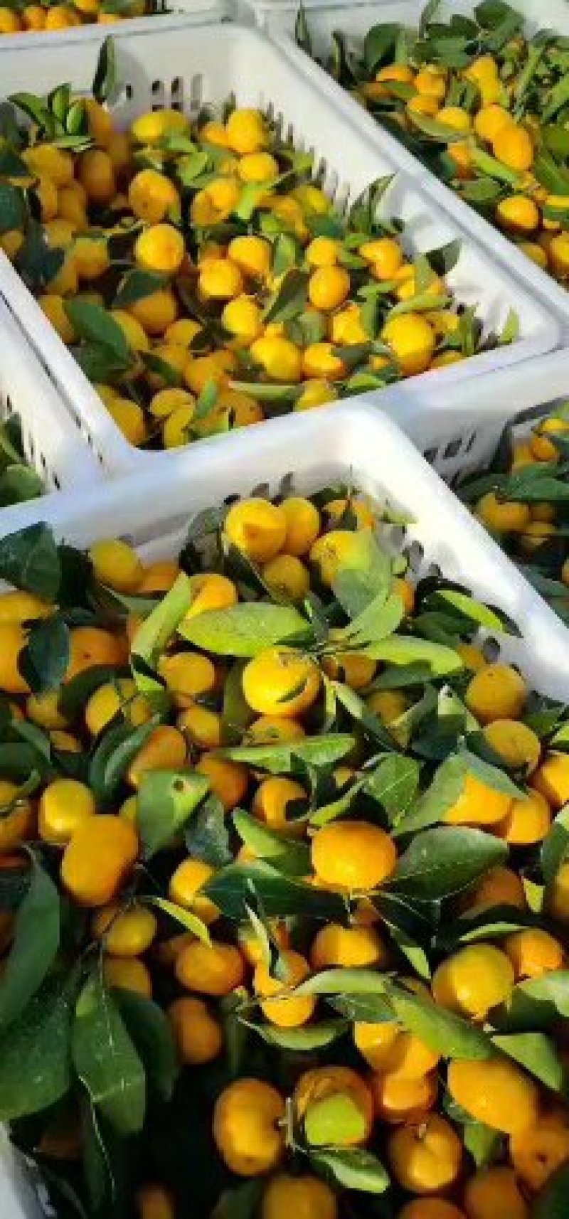 【热卖】南丰蜜橘/皮薄汁多/产地现摘现发/全国发货