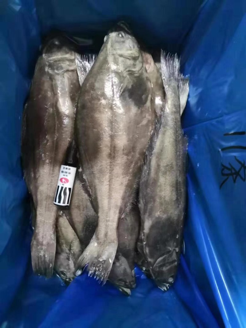 格陵兰整条分装精选单冻鲽鱼