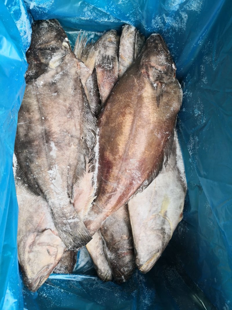 格陵兰整条分装精选单冻鲽鱼