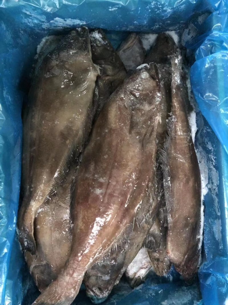 格陵兰整条分装精选单冻鲽鱼