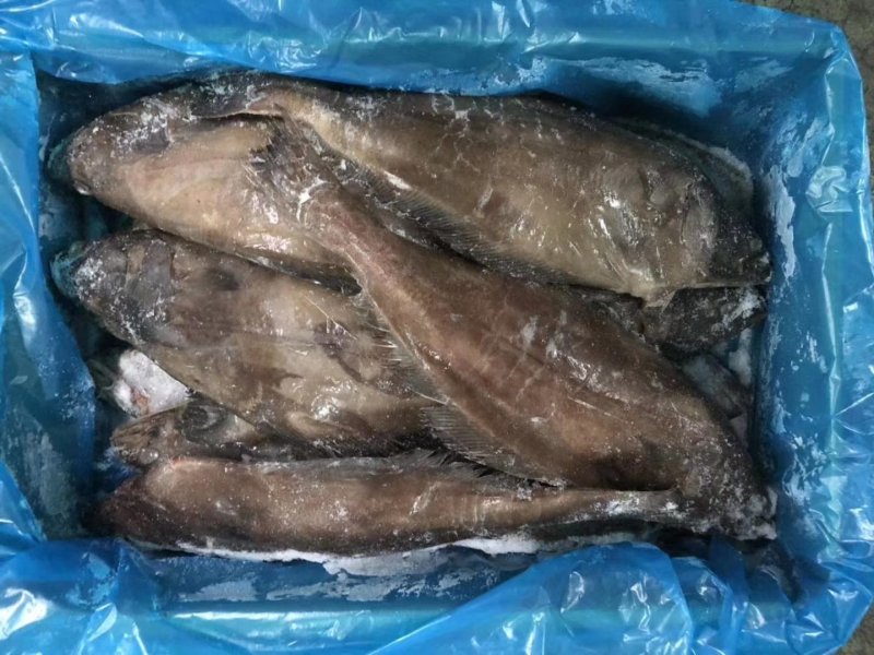 格陵兰整条分装精选单冻鲽鱼