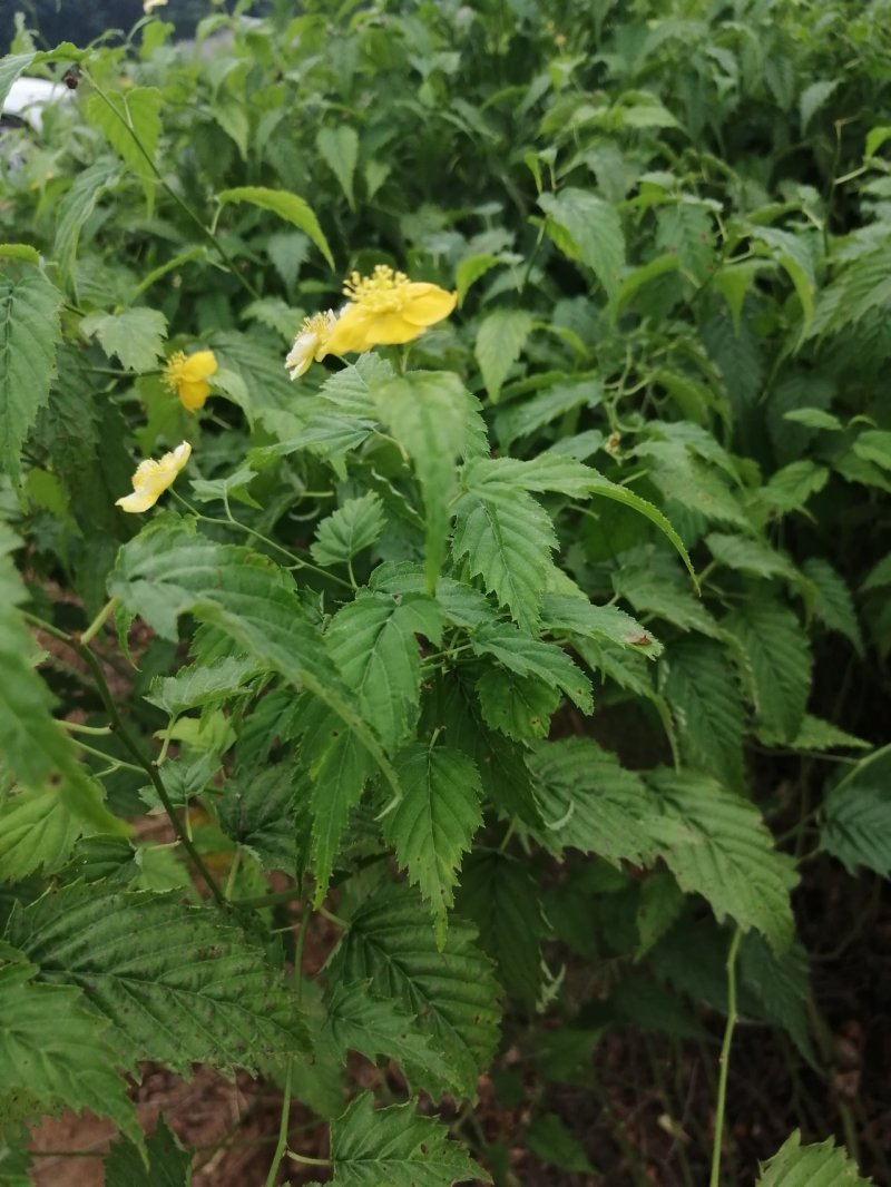 棣棠70~90cm丛生棣棠重瓣棣棠