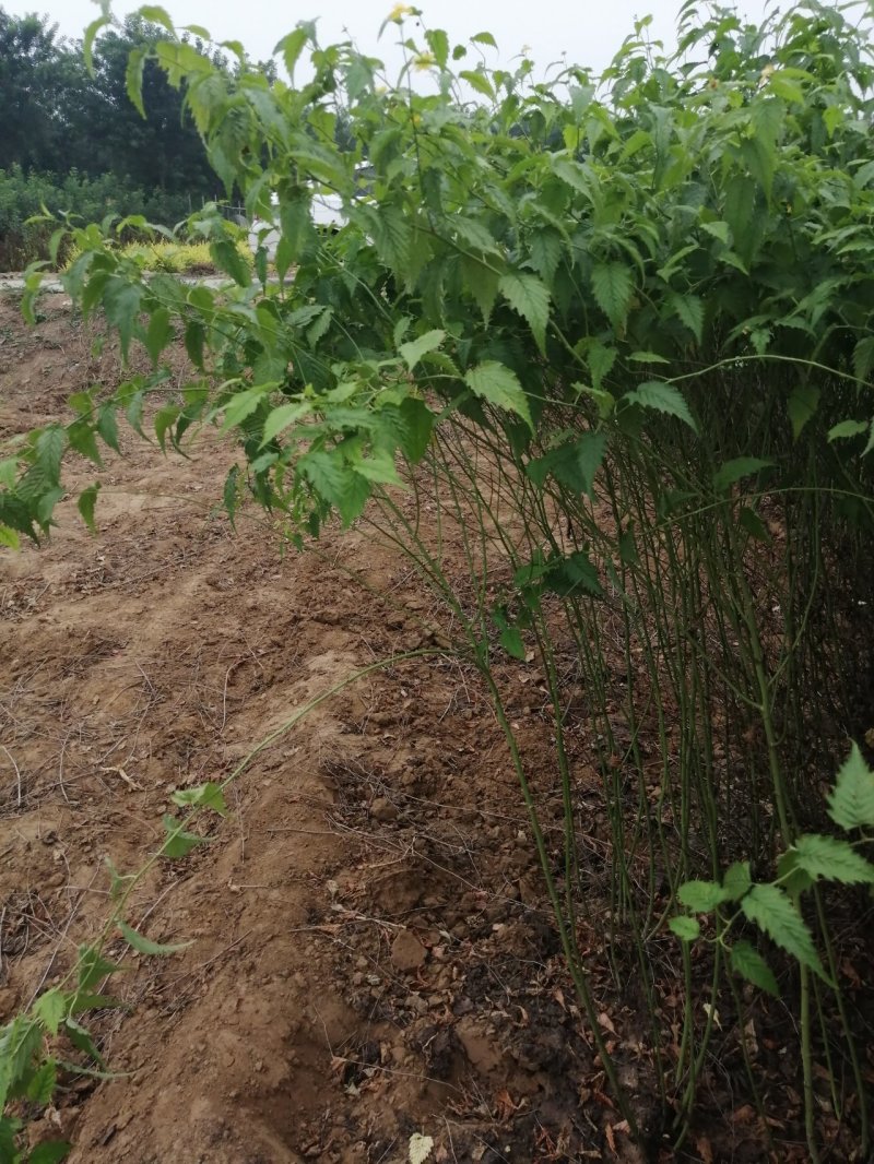 棣棠70~90cm丛生棣棠重瓣棣棠