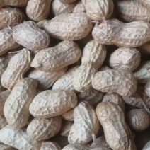 花生白沙风选果