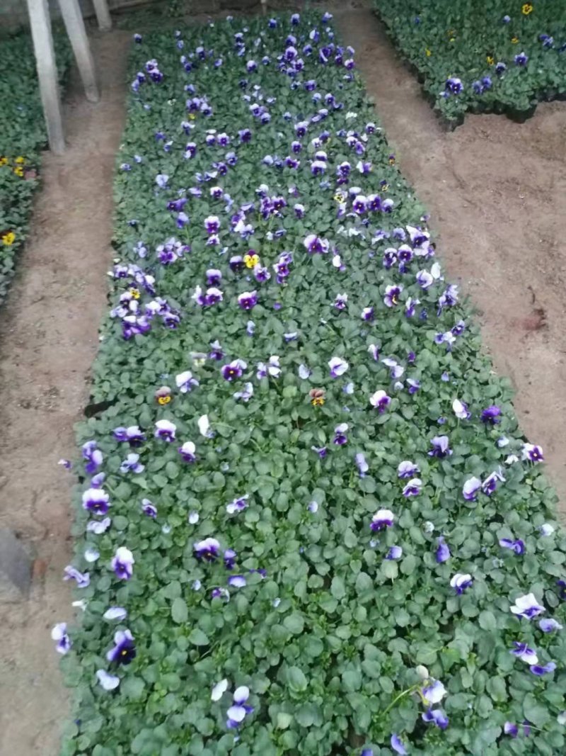 现有大量的【三色堇】花出售
