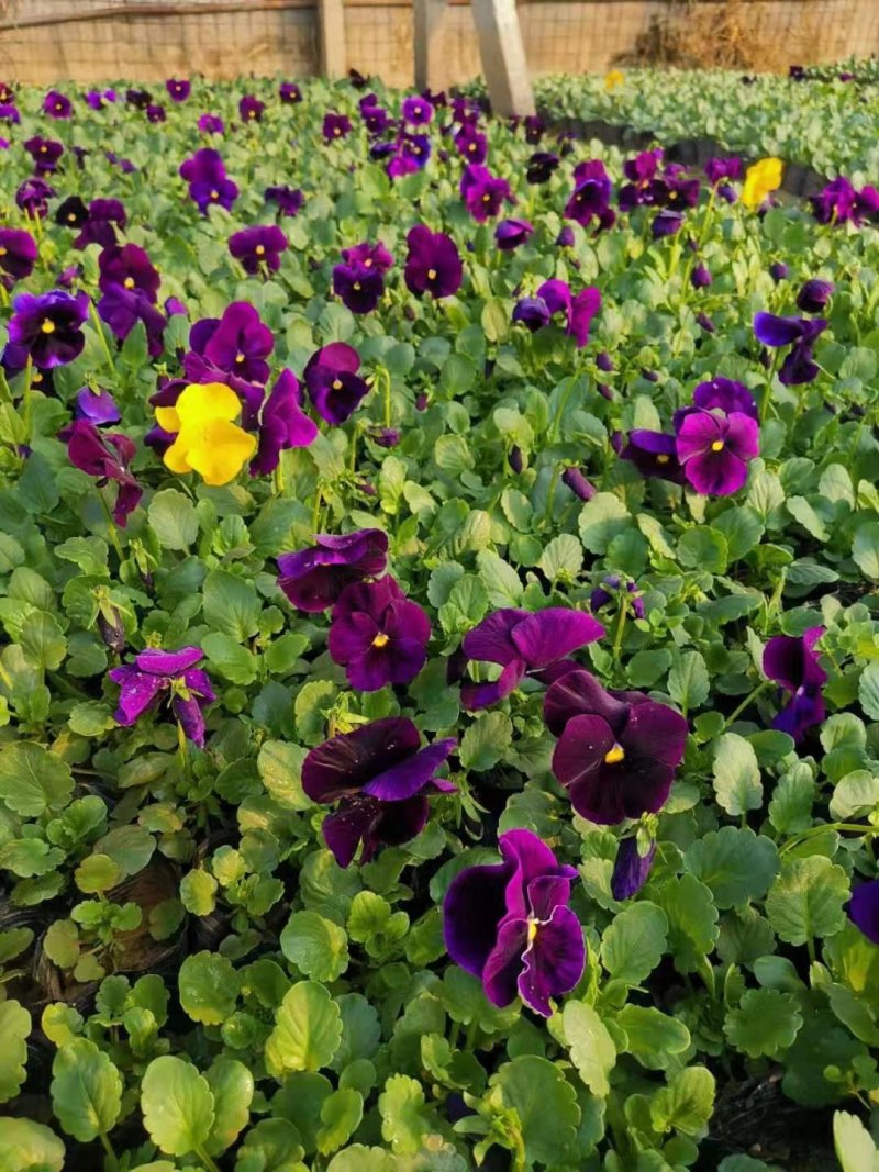 现有大量的【三色堇】花出售