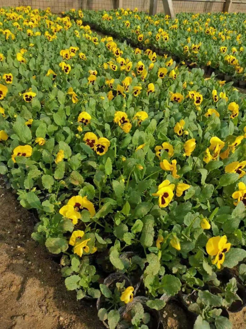 现有大量的【三色堇】花出售