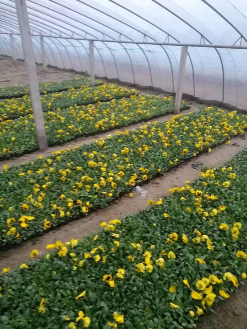 现有大量的【三色堇】花出售
