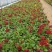 现有大量的【三色堇】花出售