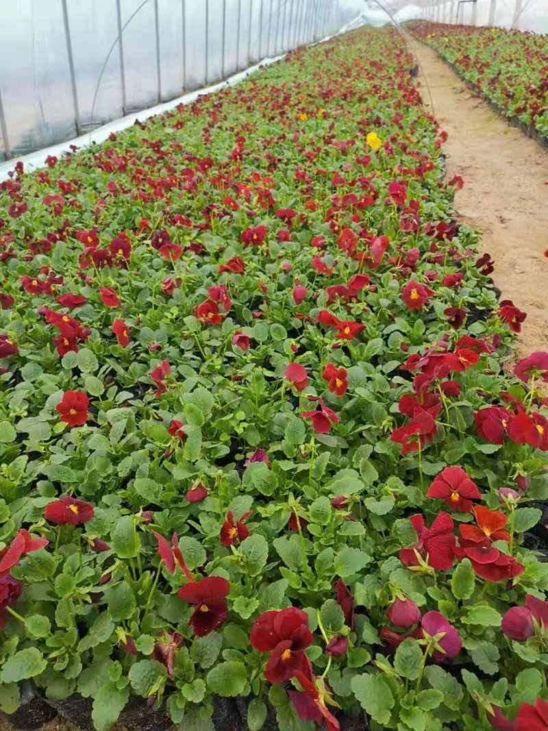 现有大量的【三色堇】花出售