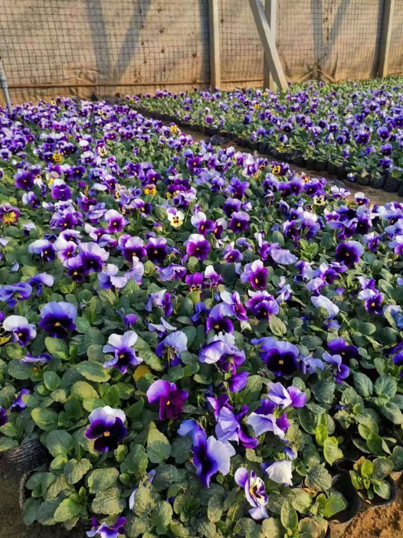 现有大量的【三色堇】花出售