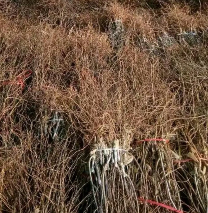 新品种冬枣苗《速生生长速度快》成活率高放心苗