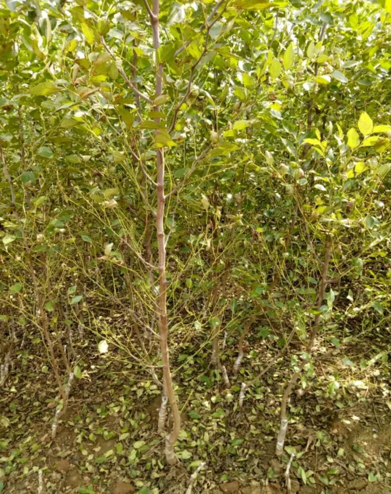 新品种冬枣苗《速生生长速度快》成活率高放心苗