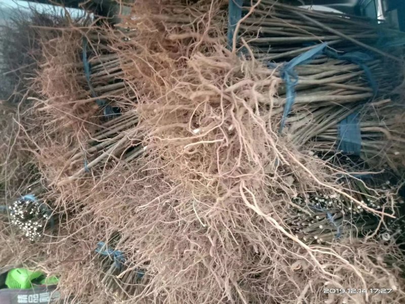 毛桃树苗毛桃实生苗毛桃苗桃树实生苗