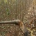 毛桃树苗毛桃实生苗毛桃苗桃树实生苗