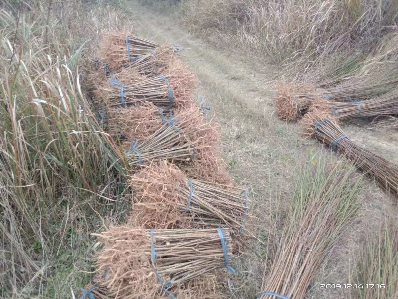 毛桃树苗毛桃实生苗毛桃苗桃树实生苗