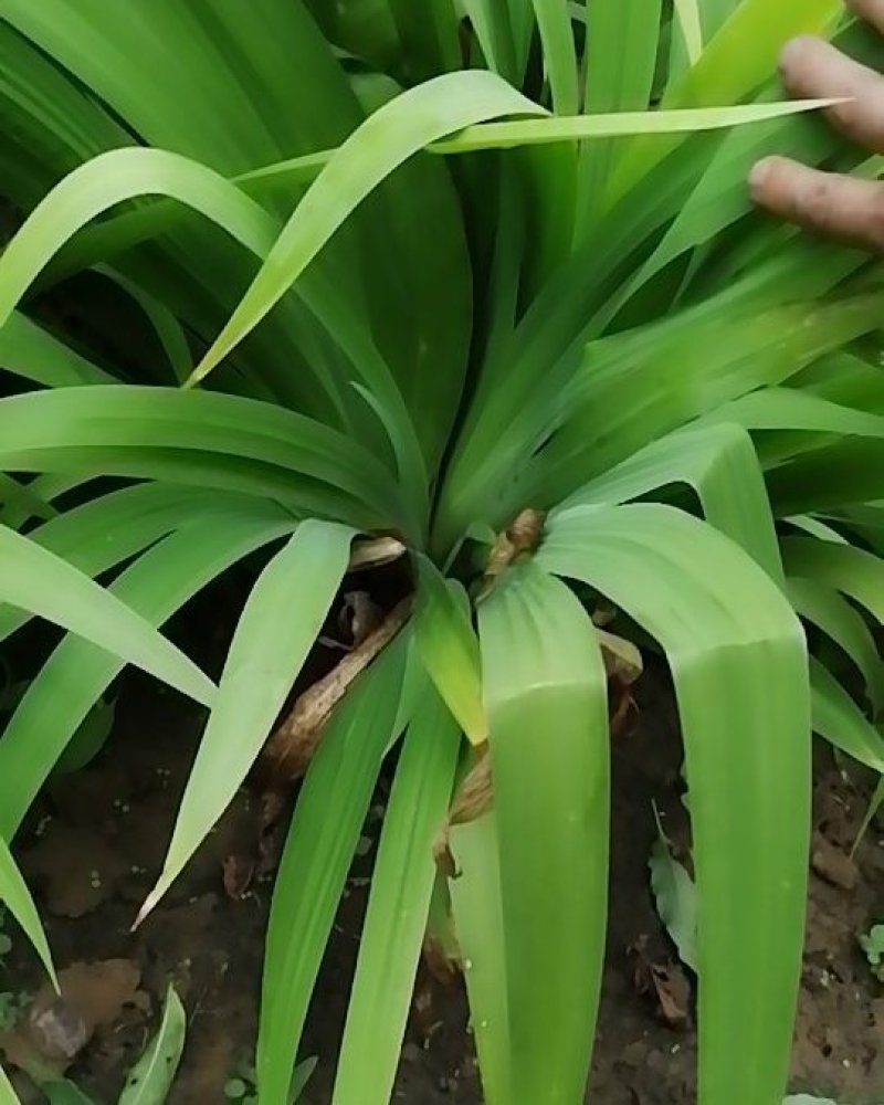 鸢尾蓝花鸢尾鸢尾杯苗20--50公分高