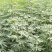 波姬红无花果苗量大从优自家苗圃，欢迎新老客户选购