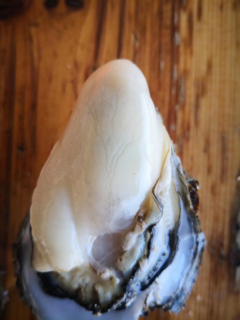珠海大生蚝新鲜美味烧烤一手货源，自产自销