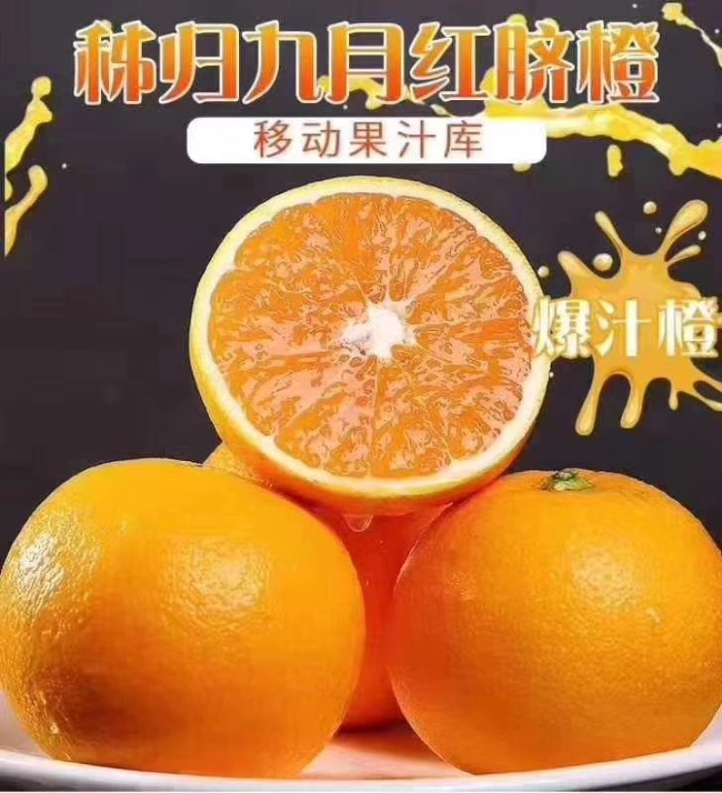 精品九月红脐橙，皮毛细，口感纯甜，易滑渣，新鲜直达