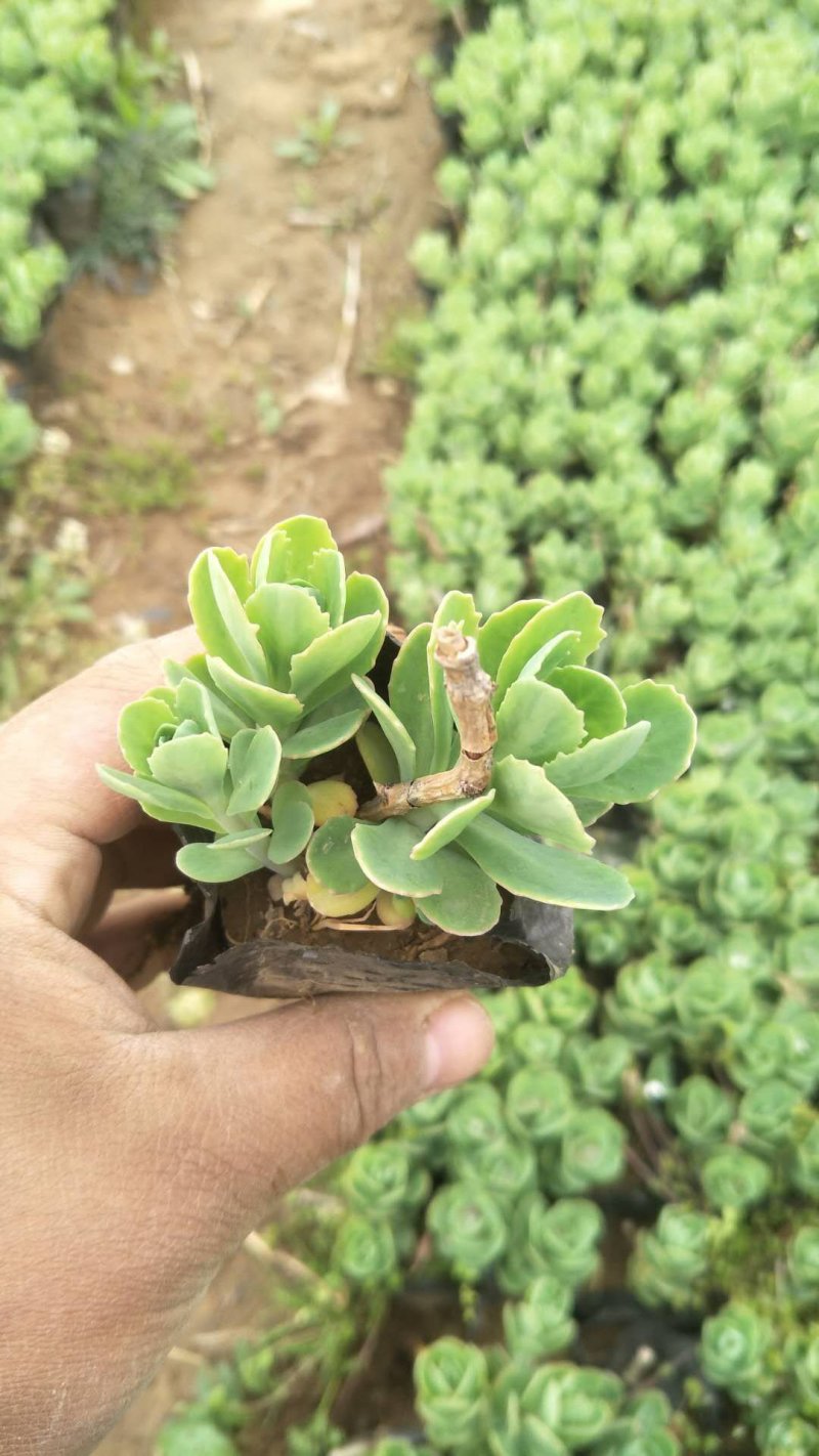 八宝景天自家种植，山东青州货大量有货，质量好价格低