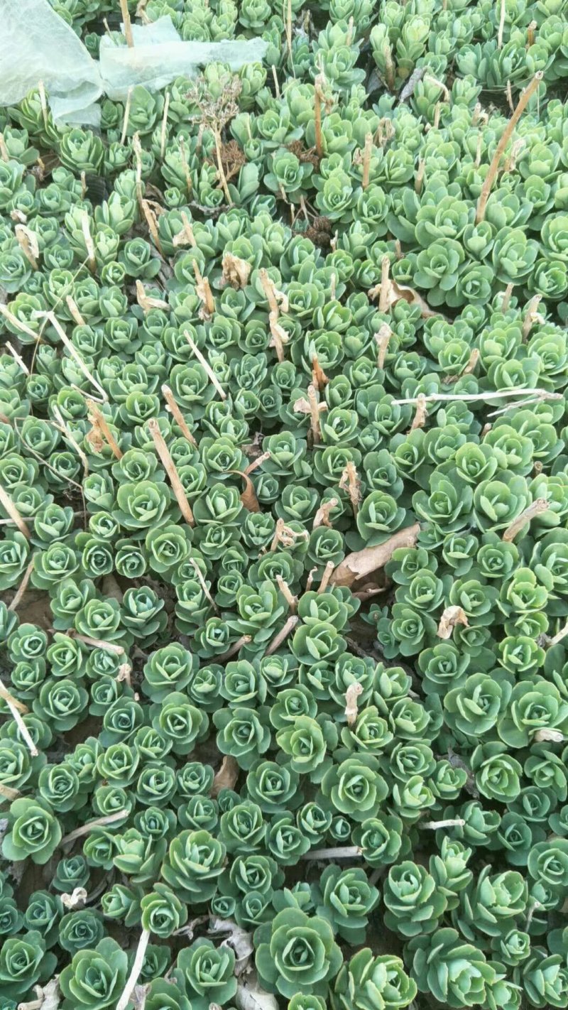 八宝景天自家种植，山东青州货大量有货，质量好价格低