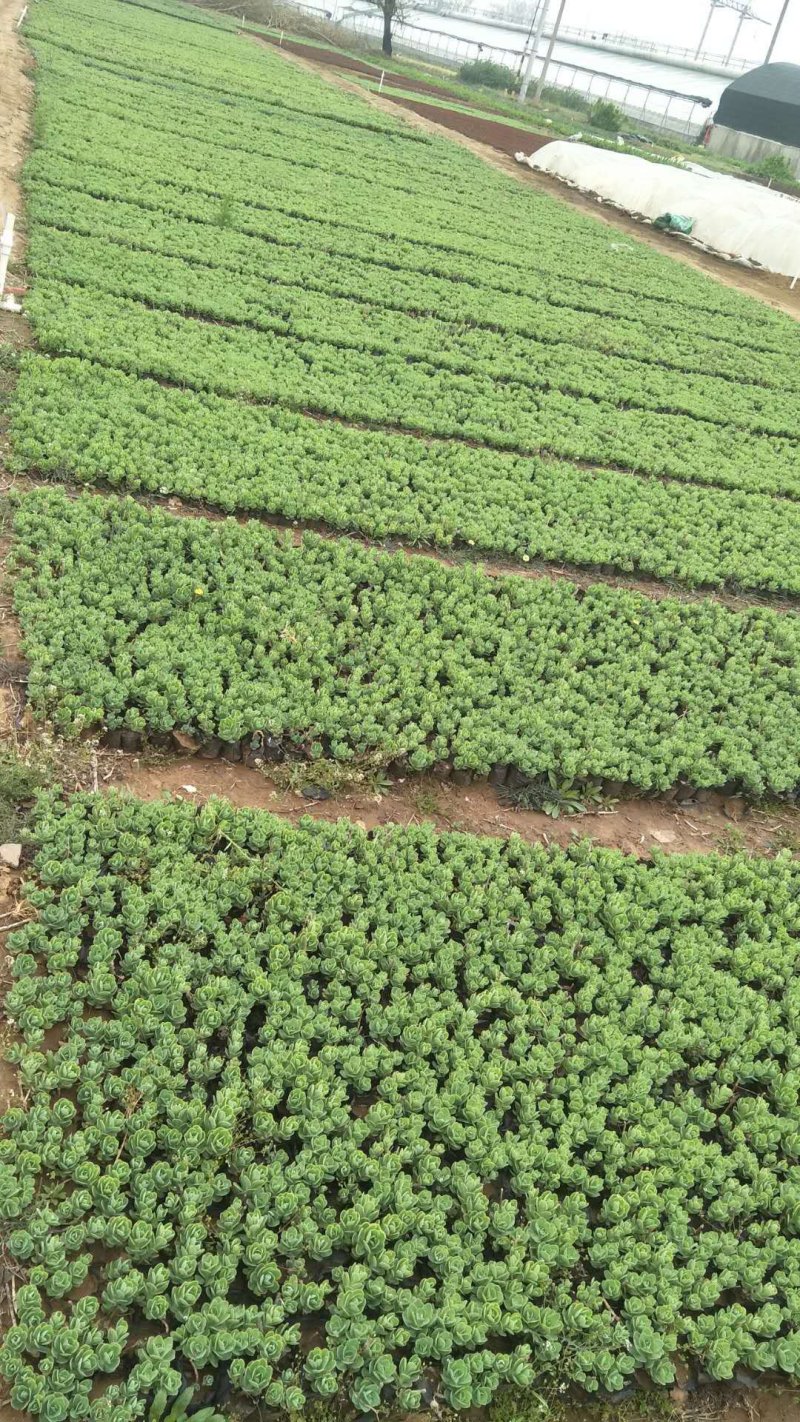 八宝景天自家种植，山东青州货大量有货，质量好价格低