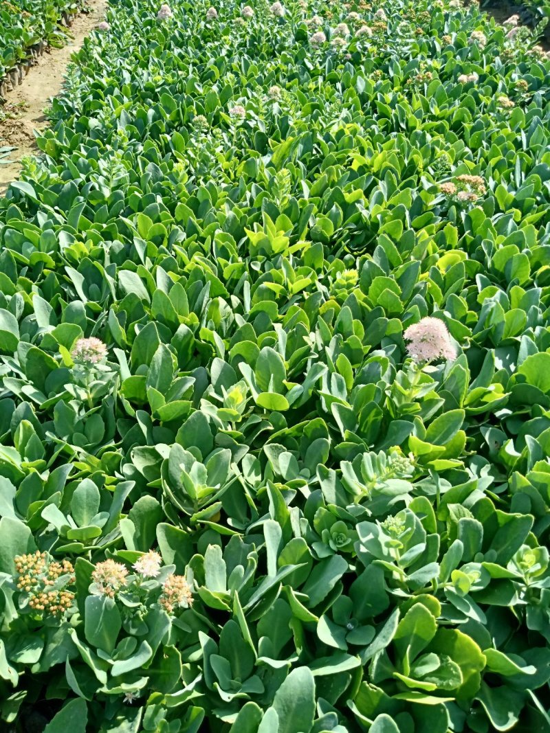 八宝景天自家种植，山东青州货大量有货，质量好价格低