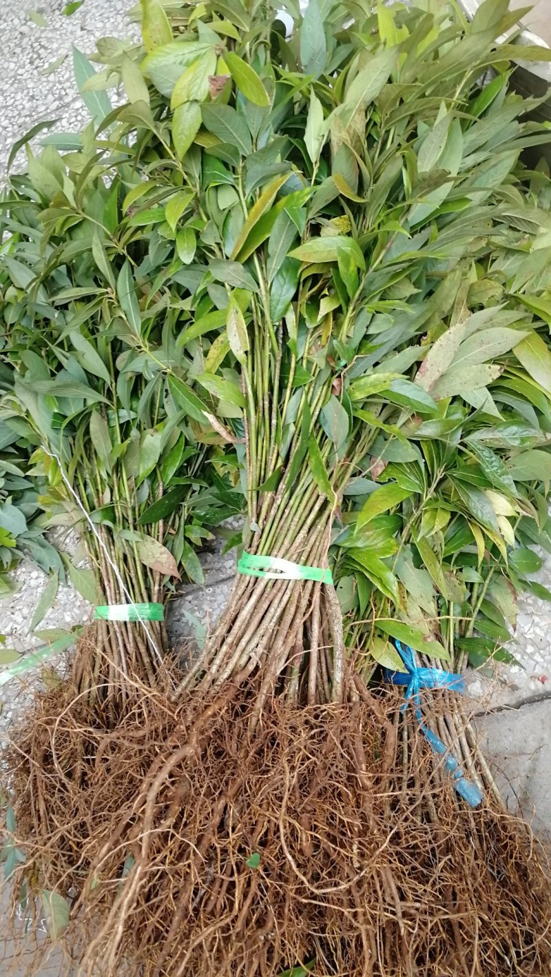 供应金丝楠木小苗，小叶桢楠苗10-100公分高，量大价优