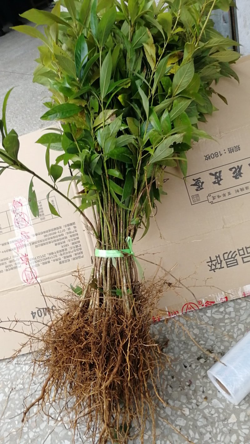 供应金丝楠木小苗，小叶桢楠苗10-100公分高，量大价优