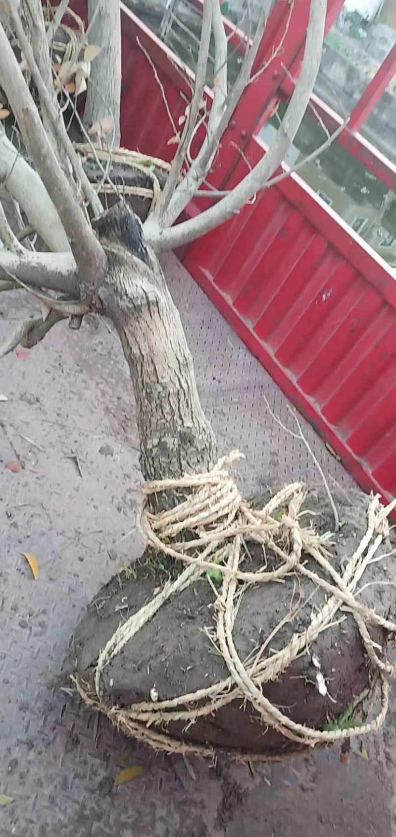 海滨木槿，绿花木槿，咸缄木槿