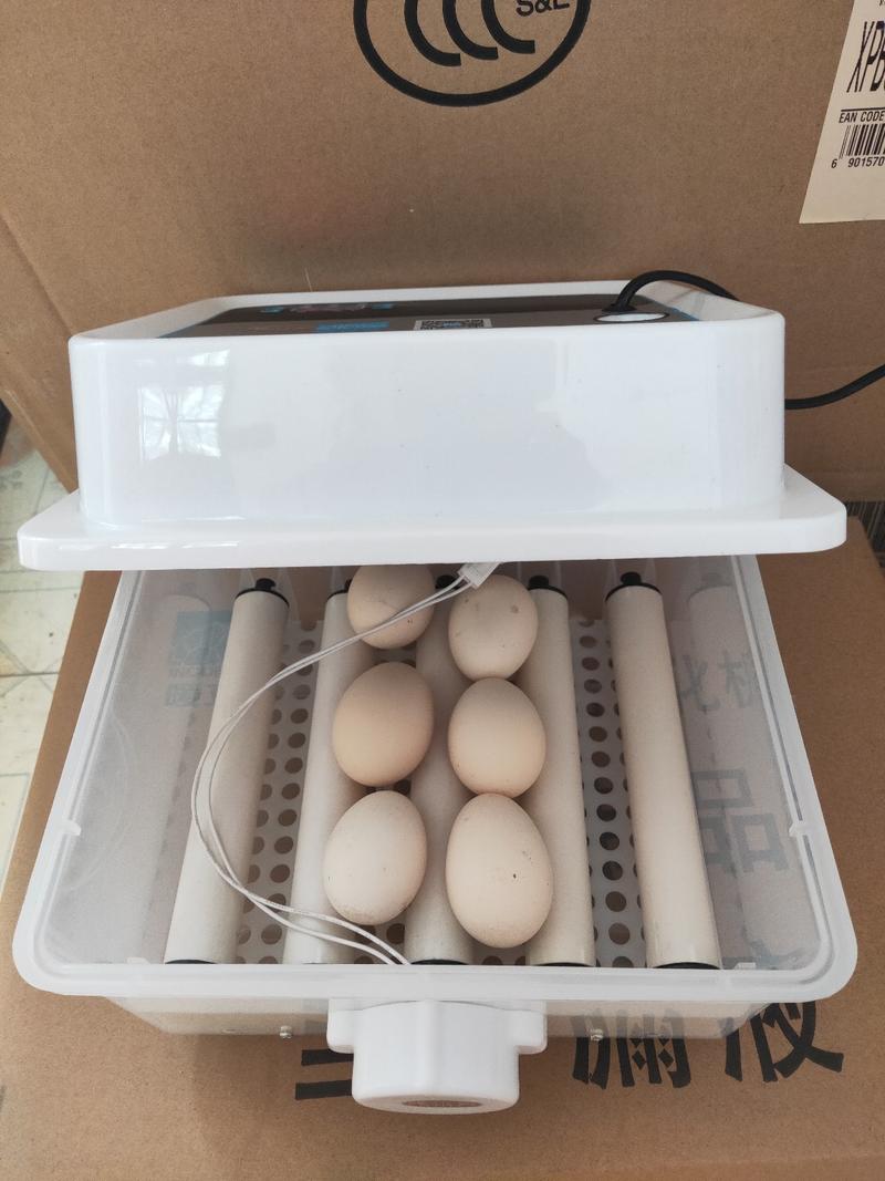 56枚家用微型孵化器小型孵化箱小鸡孵化机厂家供应质优价廉