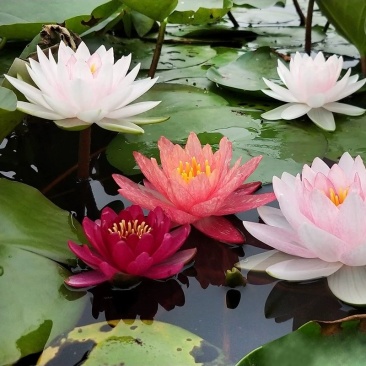 水养大睡莲跟块莲水培植物观赏四季水生荷花