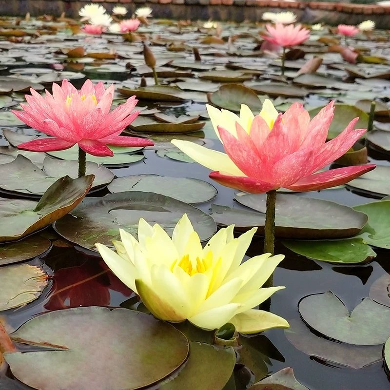 水养大睡莲跟块莲水培植物观赏四季水生荷花