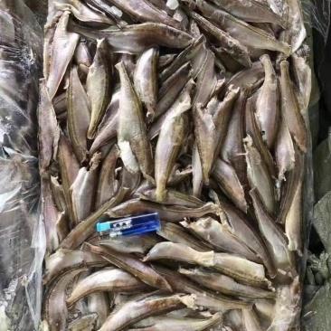 三去雷鱼价格便宜肉质鲜嫩