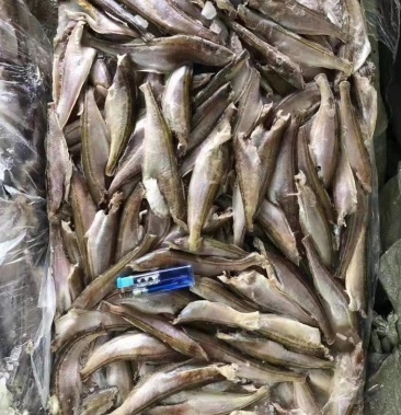 三去雷鱼价格便宜肉质鲜嫩