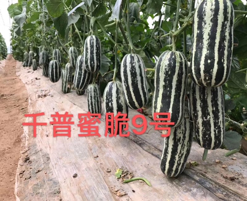 蜜脆9号甜瓜种子（糖度17左右品质口感好吃基地推荐