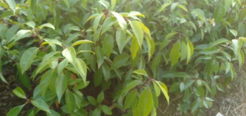 【精选】香樟小苗小叶香樟，广西桂林产地直销顺丰包邮