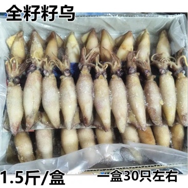 新鲜满籽籽乌笔管鱼鲜活冷冻水产海兔子全籽乌贼海鲜饭店商用